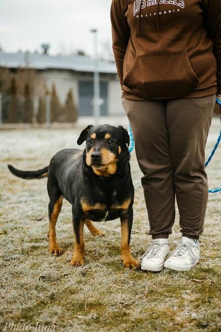 Bandzior-pies w tylie rottwailera do adopcji