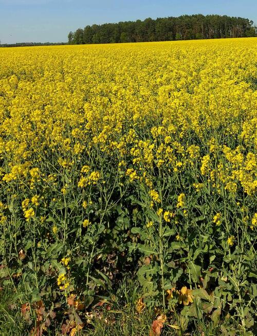 Działki rolne - orne 2,20 ha gmina Dębowa Kłoda