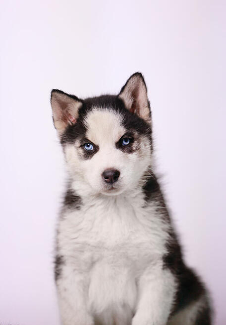 Siberian Husky - Szczeniaki rodowodowe