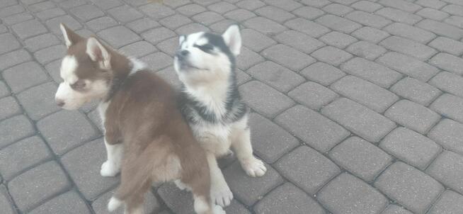 Siberian Husky - Szczeniaki rodowodowe