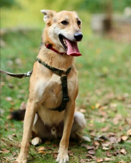 Jerry - od szczeniaka w schronisku, nigdy nie miał domu!