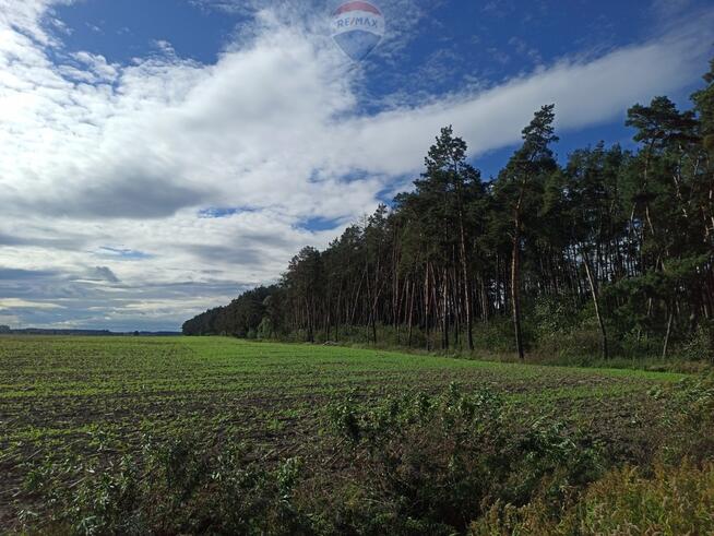 Las mieszany 3,8320 ha Zduny (7 km od Krotoszyna)