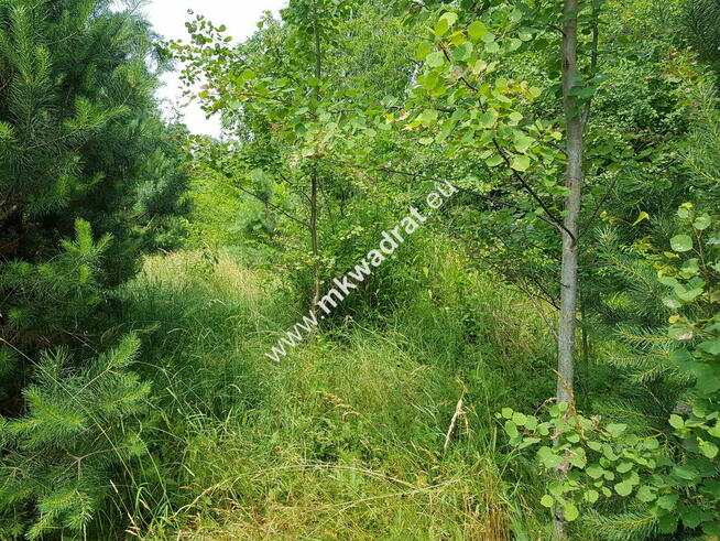 DZIAŁKA BUDOWLANA RUSIEC – blisko las i szkoła