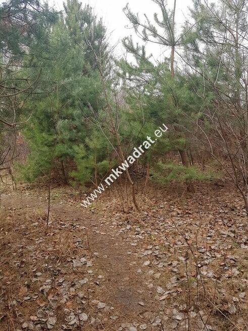 DZIAŁKA BUDOWLANA RUSIEC – blisko las i szkoła