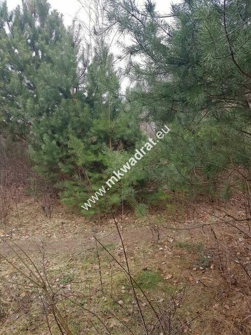 DZIAŁKA BUDOWLANA RUSIEC – blisko las i szkoła