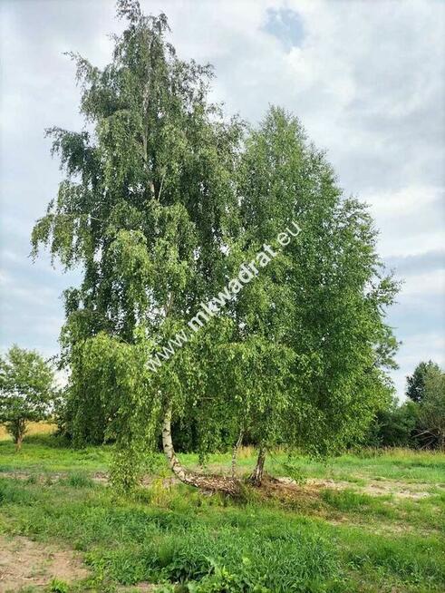 Działka Inwestycyjna dla Developera do podziału