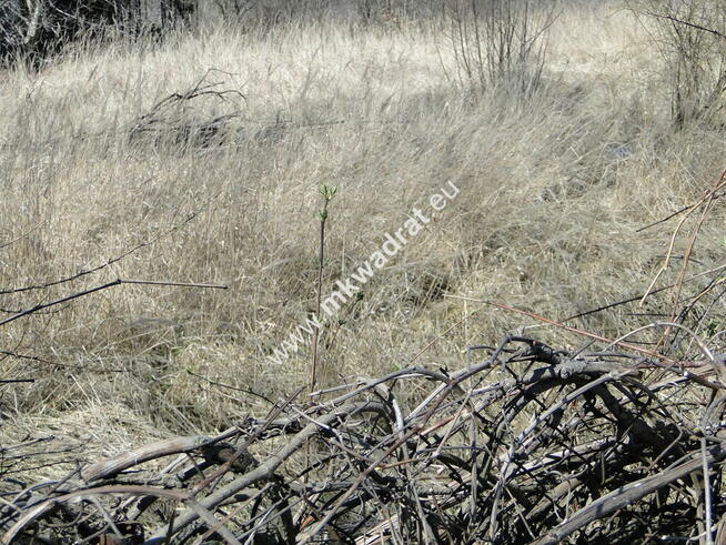 Pod segmenty Ursynów Okazja Pyry Leśne MPZP Warto!