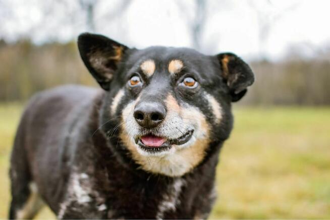 Zygmunt- niewidzialny cudowny staruszek szuka domu - adopcja