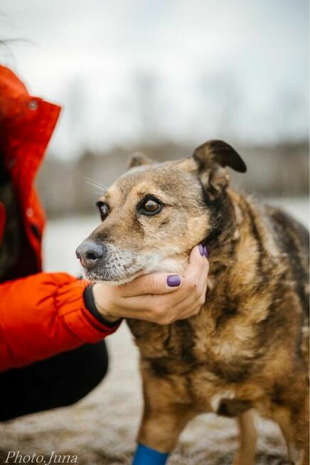 Diesel -nieśmiały staruszek czeka na cierpliwy dom