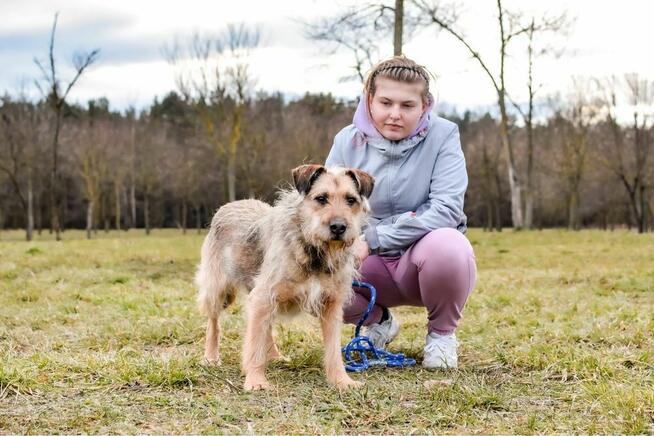Egir-szorstki strszy psiak czeka na wymarzony do -adopcja