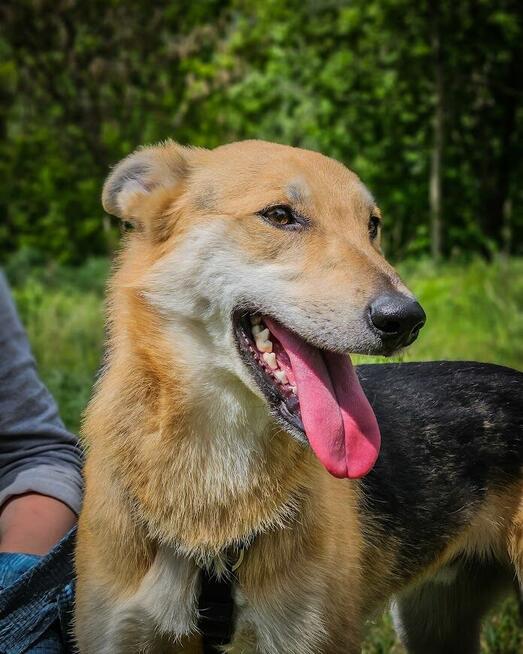 Jerry - od szczeniaka w schronisku, nigdy nie miał domu!
