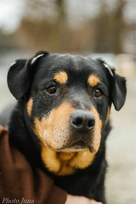 Bandzior-pies w tylie rottwailera do adopcji