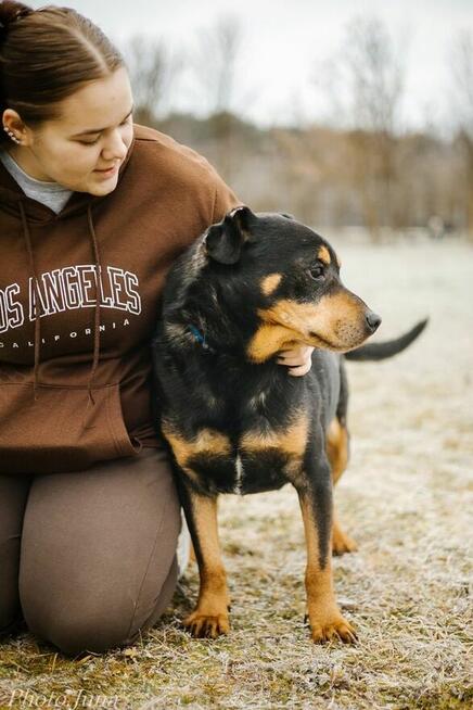 Bandzior-pies w tylie rottwailera do adopcji