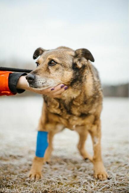 Diesel -nieśmiały staruszek czeka na cierpliwy dom