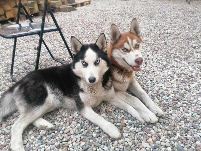Siberian Husky - Szczeniaki rodowodowe