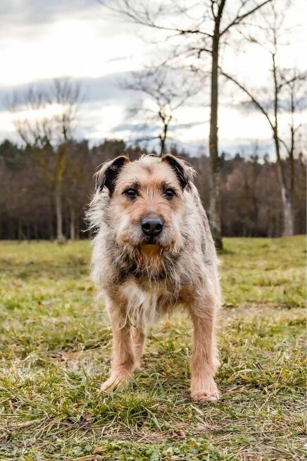 Egir-szorstki strszy psiak czeka na wymarzony do -adopcja