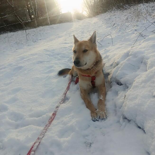 Jerry - od szczeniaka w schronisku, nigdy nie miał domu!