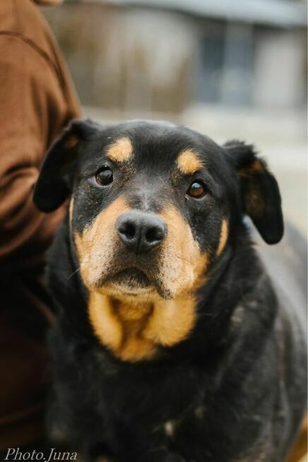 Bandzior-pies w tylie rottwailera do adopcji