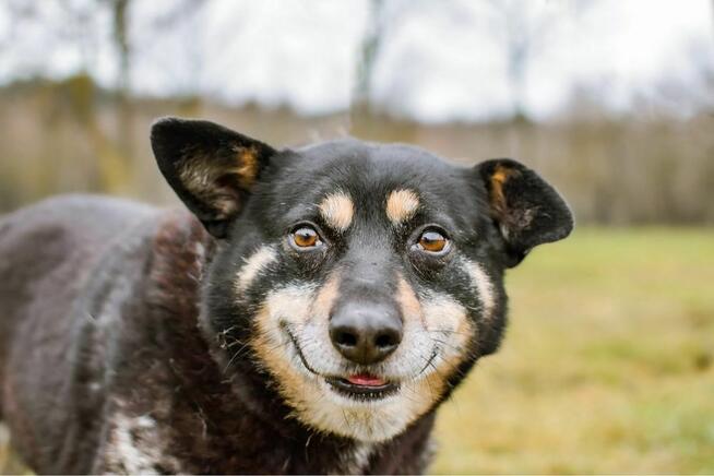 Zygmunt- niewidzialny cudowny staruszek szuka domu - adopcja