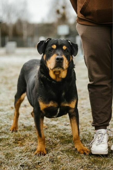 Bandzior-pies w tylie rottwailera do adopcji