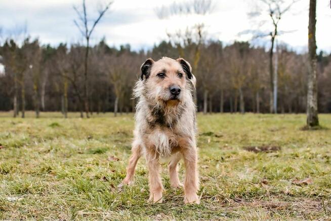 Egir-szorstki strszy psiak czeka na wymarzony do -adopcja