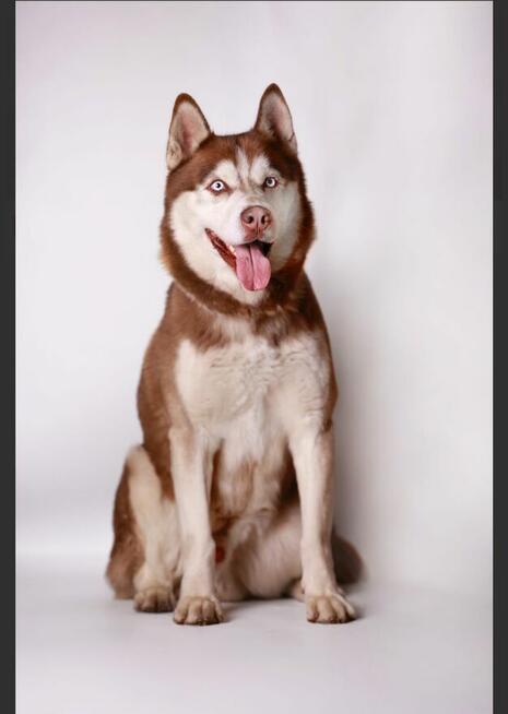 Siberian Husky - Szczeniaki rodowodowe