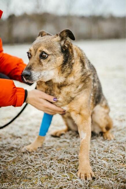 Diesel -nieśmiały staruszek czeka na cierpliwy dom