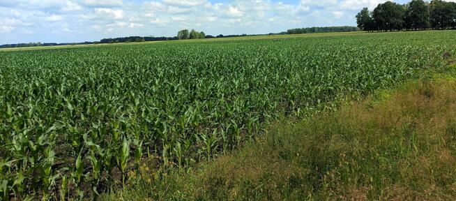 Działki rolne - orne 2,20 ha gmina Dębowa Kłoda