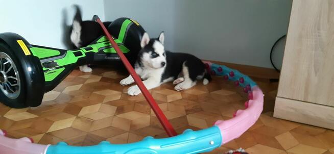 Siberian Husky - Szczeniaki rodowodowe