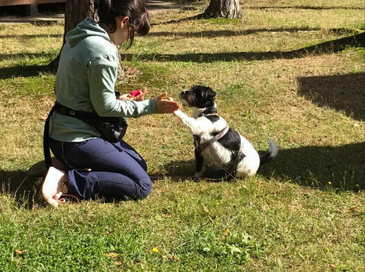 Majówka na Roztoczu 2025. Tropienie, Nosework, Posłuszeństwo