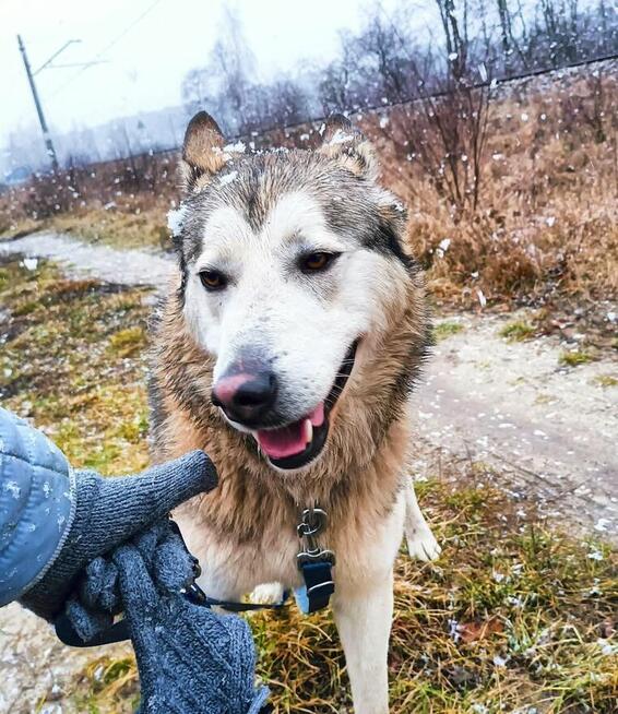 Młody pogody psiak kochający ludzi BŁAGA o wspaniały domek