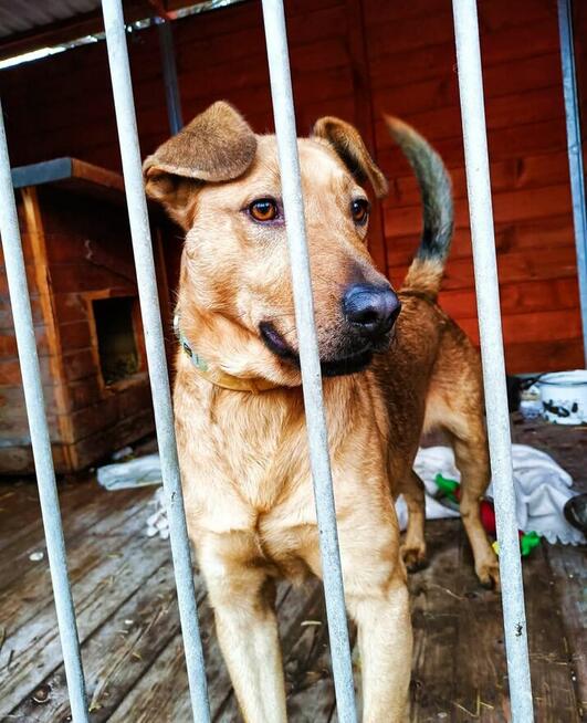 Młody wesoły energiczny psiak czeka na kochający dom
