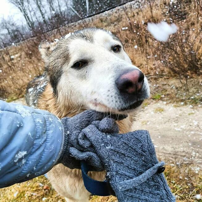 Młody pogody psiak kochający ludzi BŁAGA o wspaniały domek