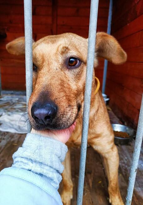 Młody wesoły energiczny psiak kochający spacery szuka domu