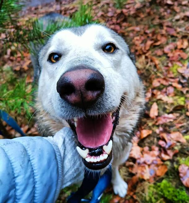 Młody pogody psiak kochający ludzi BŁAGA o wspaniały domek