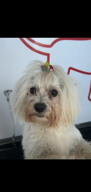 Samoobsługowa myjnia dla psów