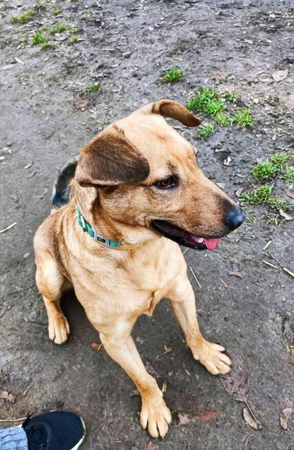 Młody wesoły energiczny psiak czeka na kochający dom