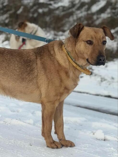 Młody wesoły energiczny psiak czeka na kochający dom