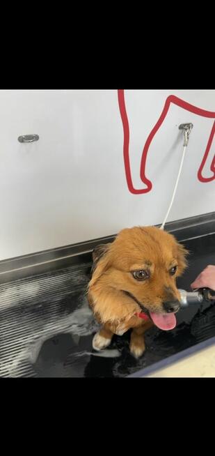 Samoobsługowa myjnia dla psów