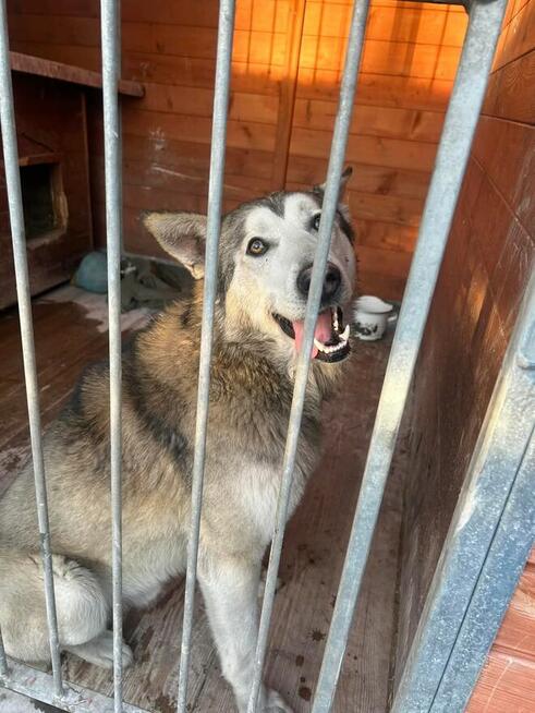 HAMLET cudowny wesoły psiak kochający ludzi BŁAGA o dom