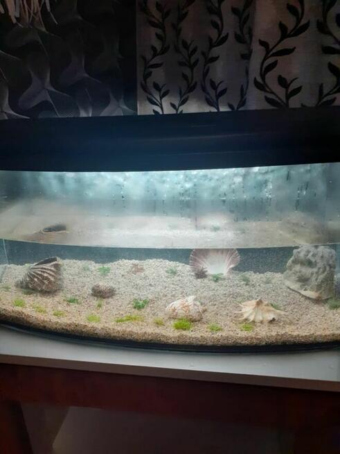 Akwarium 220l panoramiczne