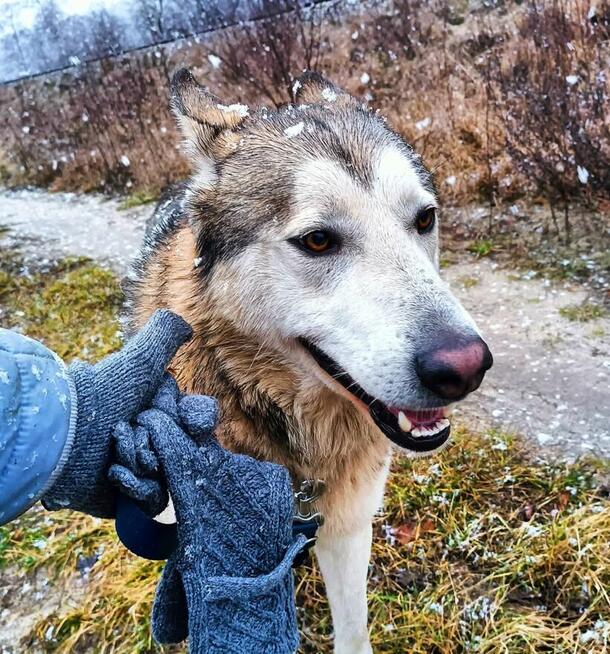Młody pogody psiak kochający ludzi BŁAGA o wspaniały domek
