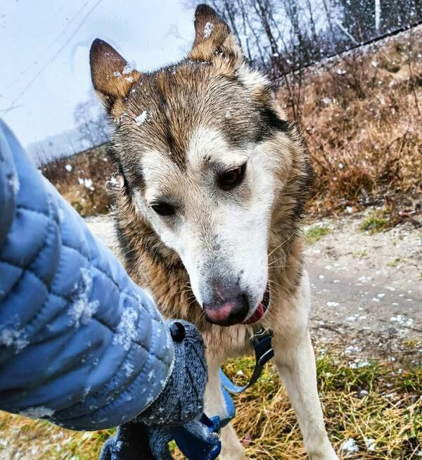 HAMLET cudowny wesoły psiak kochający ludzi BŁAGA o dom