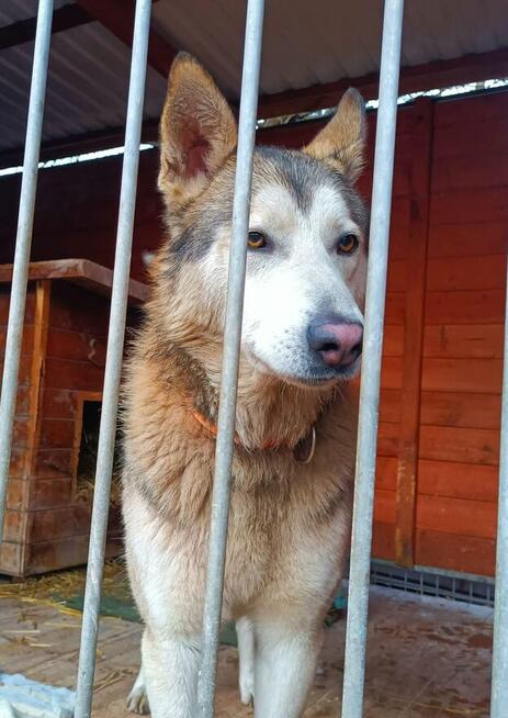 HAMLET cudowny wesoły psiak kochający ludzi BŁAGA o dom