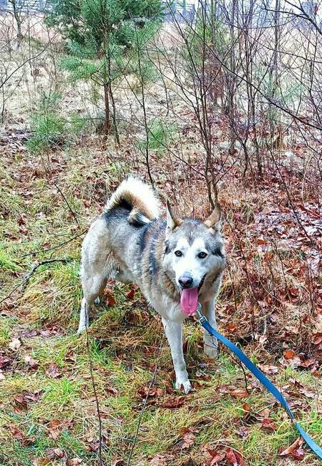 Młody pogody psiak kochający ludzi BŁAGA o wspaniały domek
