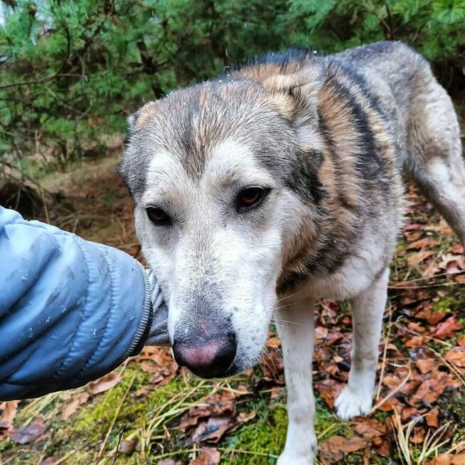 Młody pogody psiak kochający ludzi BŁAGA o wspaniały domek