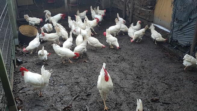 jajka lęgowe włoszka lawendowa i inne rasy