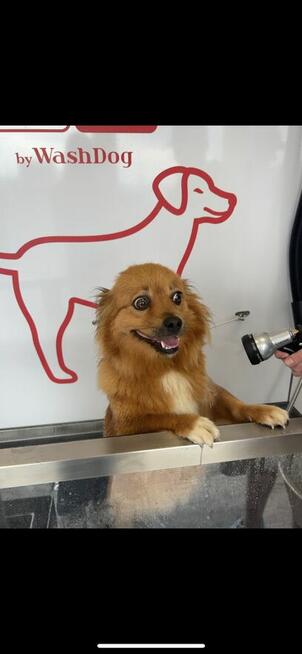 Samoobsługowa myjnia dla psów