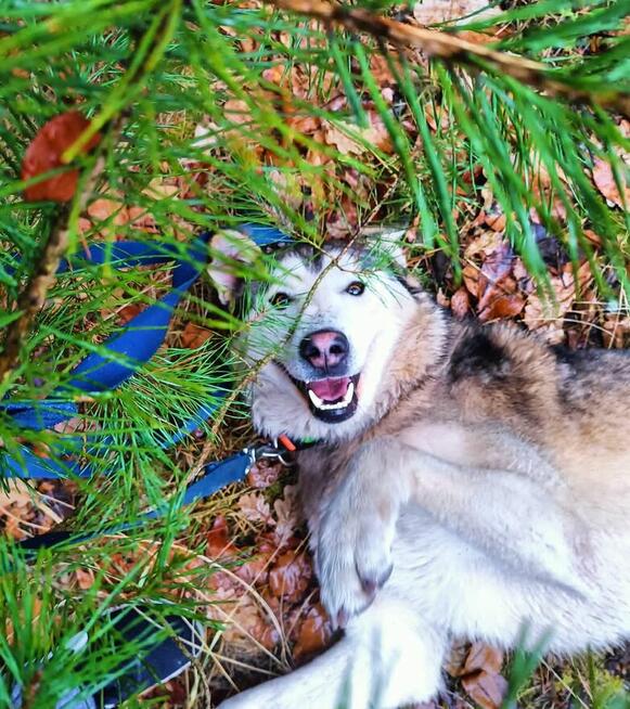 Młody pogody psiak kochający ludzi BŁAGA o wspaniały domek