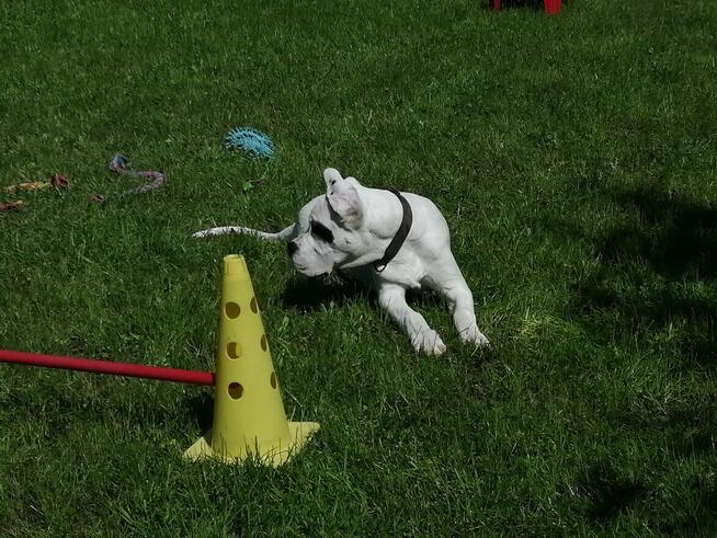 Majówka na Roztoczu 2025. Tropienie, Nosework, Posłuszeństwo